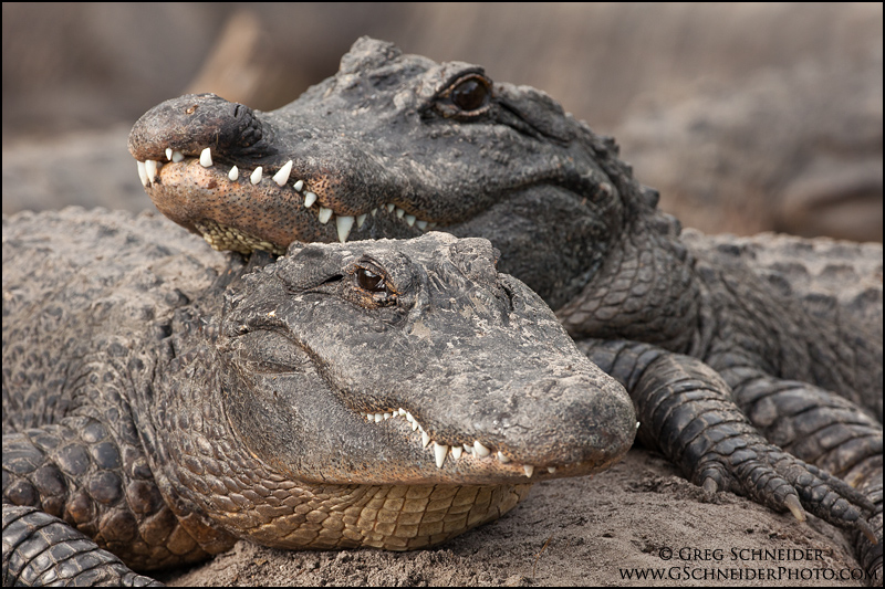 American Alligators resting